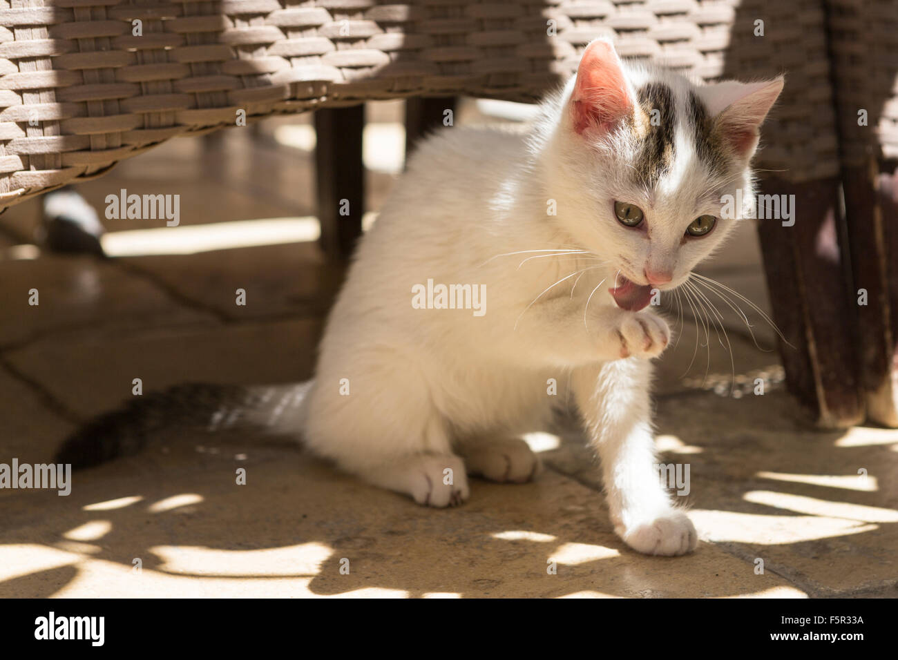 Eine griechische Katze lecken der Pfoten. Stockfoto