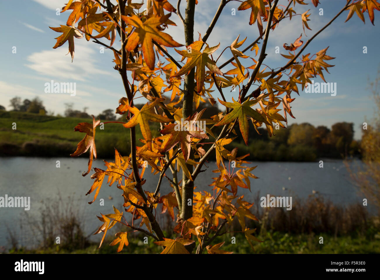 Junger Baum mit einem atemberaubenden Farben Herbstlaub, hervorgehoben durch die Sonne mit einem malerischen Hintergrund Wasser und Gras Stockfoto