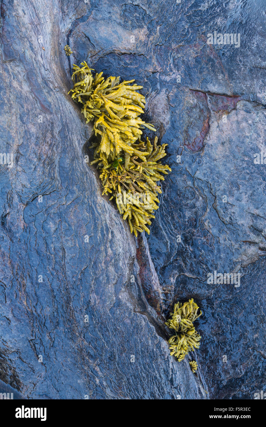 Seetang klammerte sich an Felsen. Die nassen Felsen spiegelt das Blau auf den klaren Himmel. Stockfoto