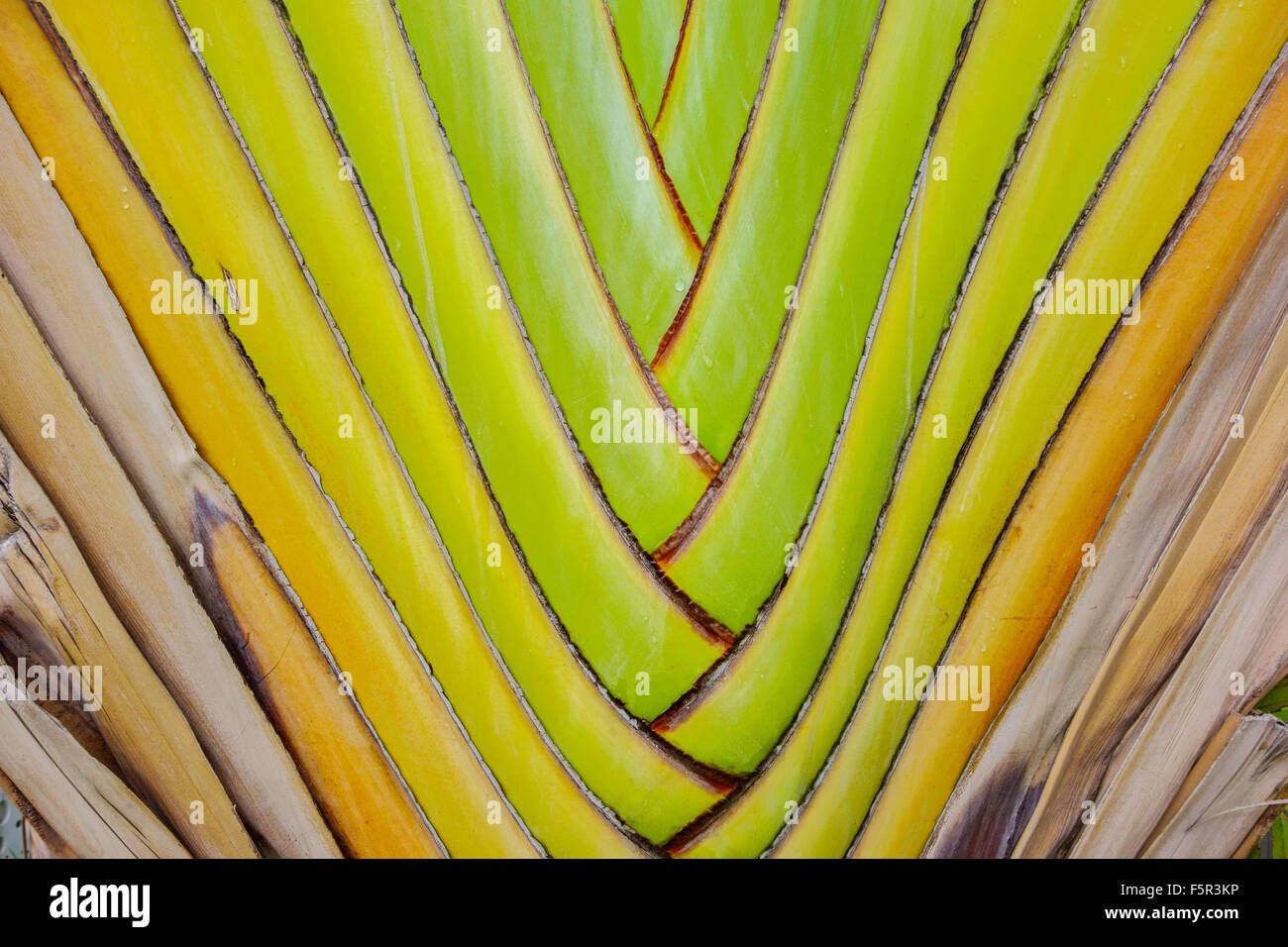 Nahaufnahme von einem Fan Palmwedel in der Karibik zeigt Muster und Details. Stockfoto