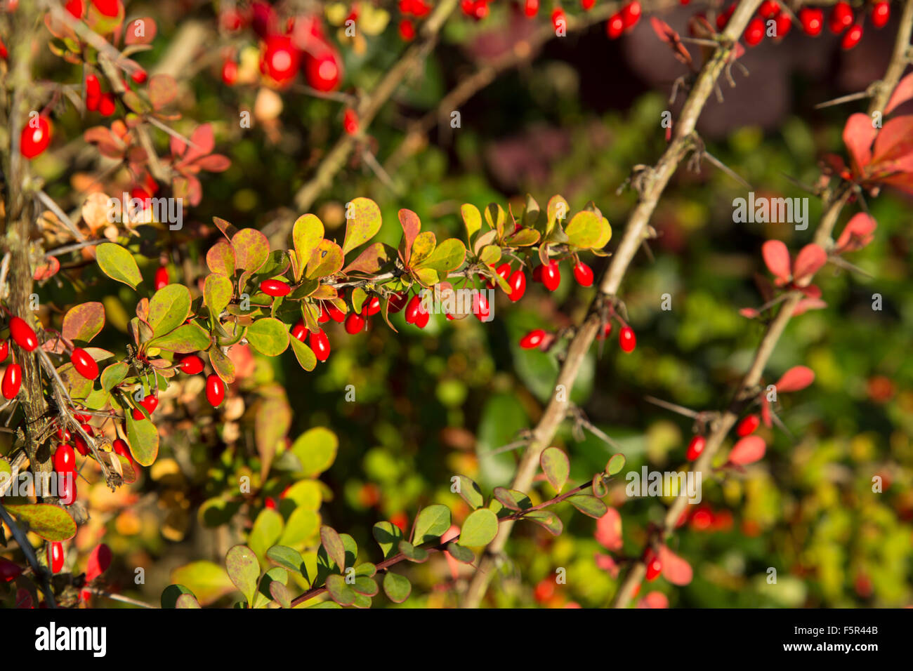 Herbst Berberitze Essbare rote Beeren und Dornen Stockfoto