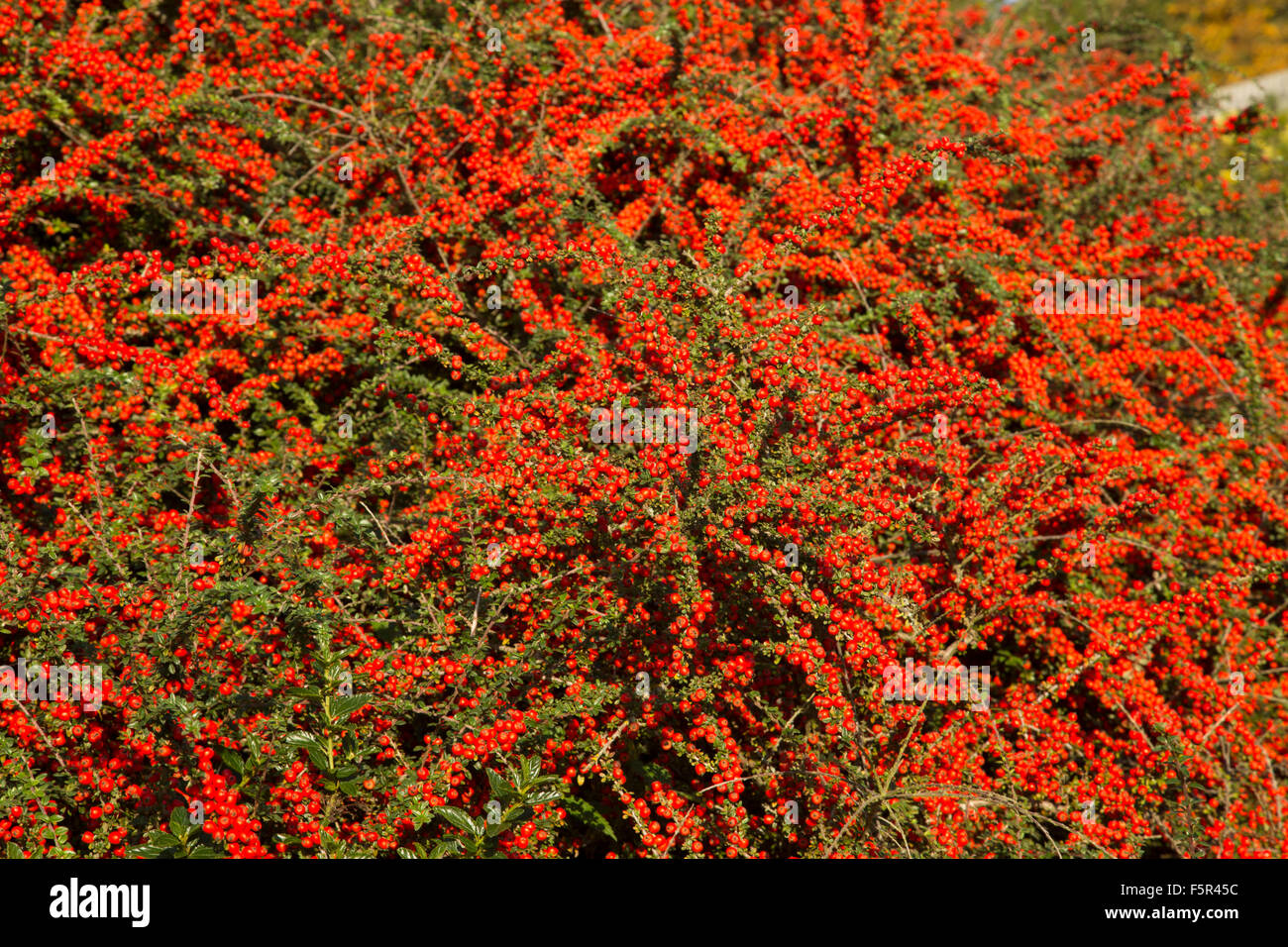 Holzbär Anlage - Beeren Stockfoto