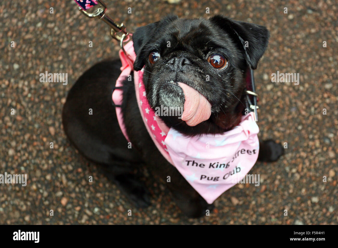 Milton Keynes, UK. 8. November 2015. Minnie der Mops bei der Muffin Mops Liebe 1. Jubiläumsparty, Milton Keynes, Großbritannien. Die Muffin-Mops-Rettung Nächstenliebe vor einem Jahr gestartet wurde, wenn Muffin Mops gerettet wurde vom sein ein Köder-Hund und seit, dann viele Pugs wurden gerettet und Zuhause gefunden. Rund zwanzig die Rettungshunde, die alle sind benannt nach eine Vielzahl von Cupcake die Geburtstags-Party besuchte um ein Jahr von Mops Rettungen mit Gast Pugs von Freunden und Familie zu feiern. Bildnachweis: Paul Brown/Alamy Live-Nachrichten Stockfoto