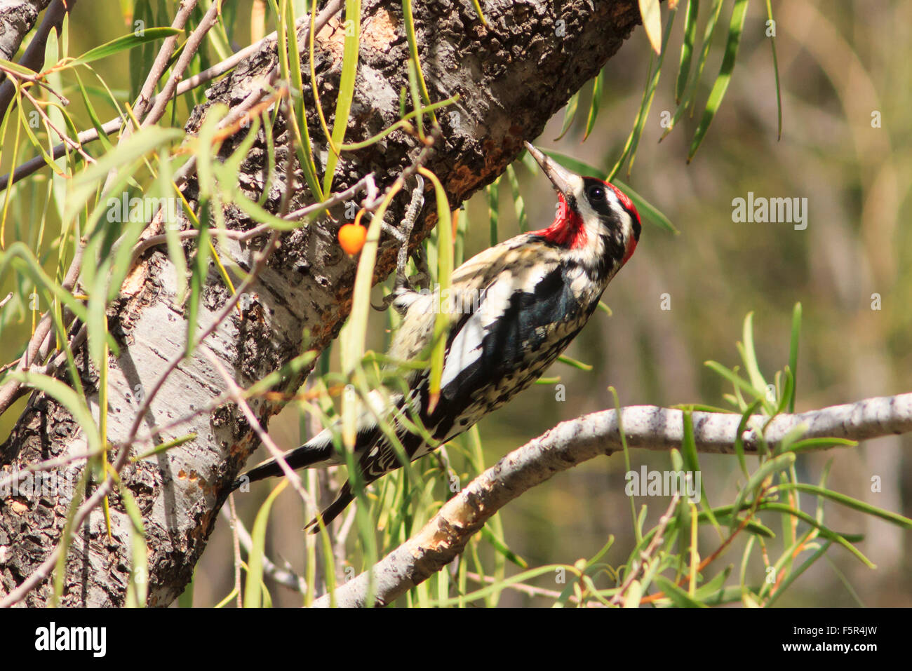 Rot-Himalaja-Sapsucker Stockfoto