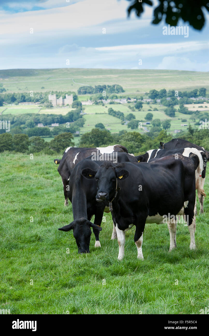 Holstein friesian rinder auf der weide -Fotos und -Bildmaterial in ...