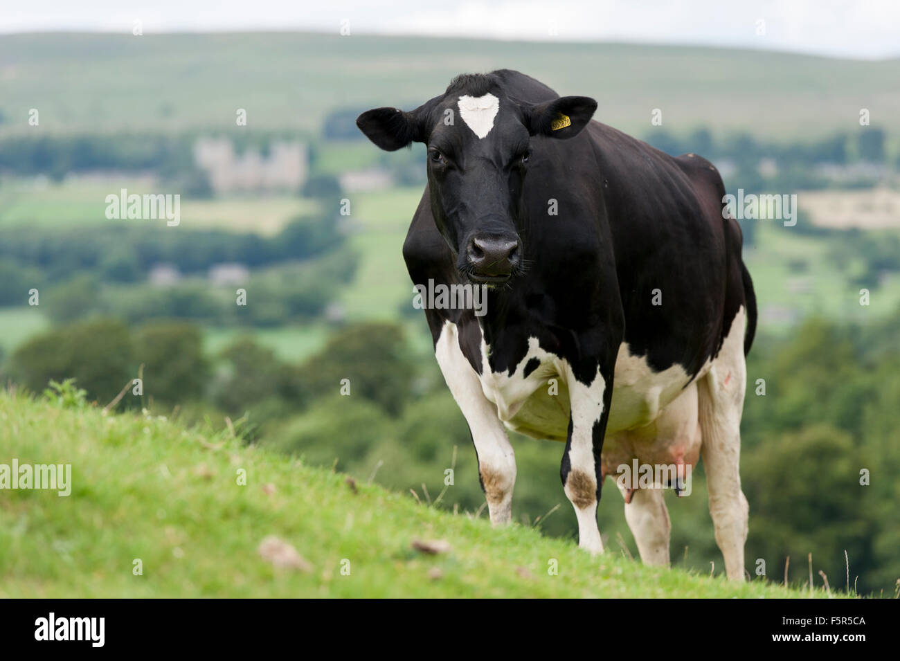 Herde von schwarzen und weißen Holstein-Friesian Rinder auf einer Weide ...
