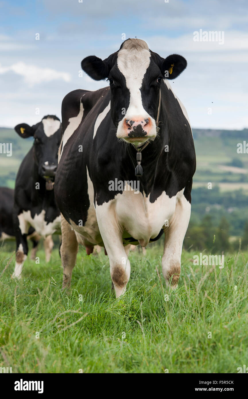 Rinder herde -Fotos und -Bildmaterial in hoher Auflösung – Alamy