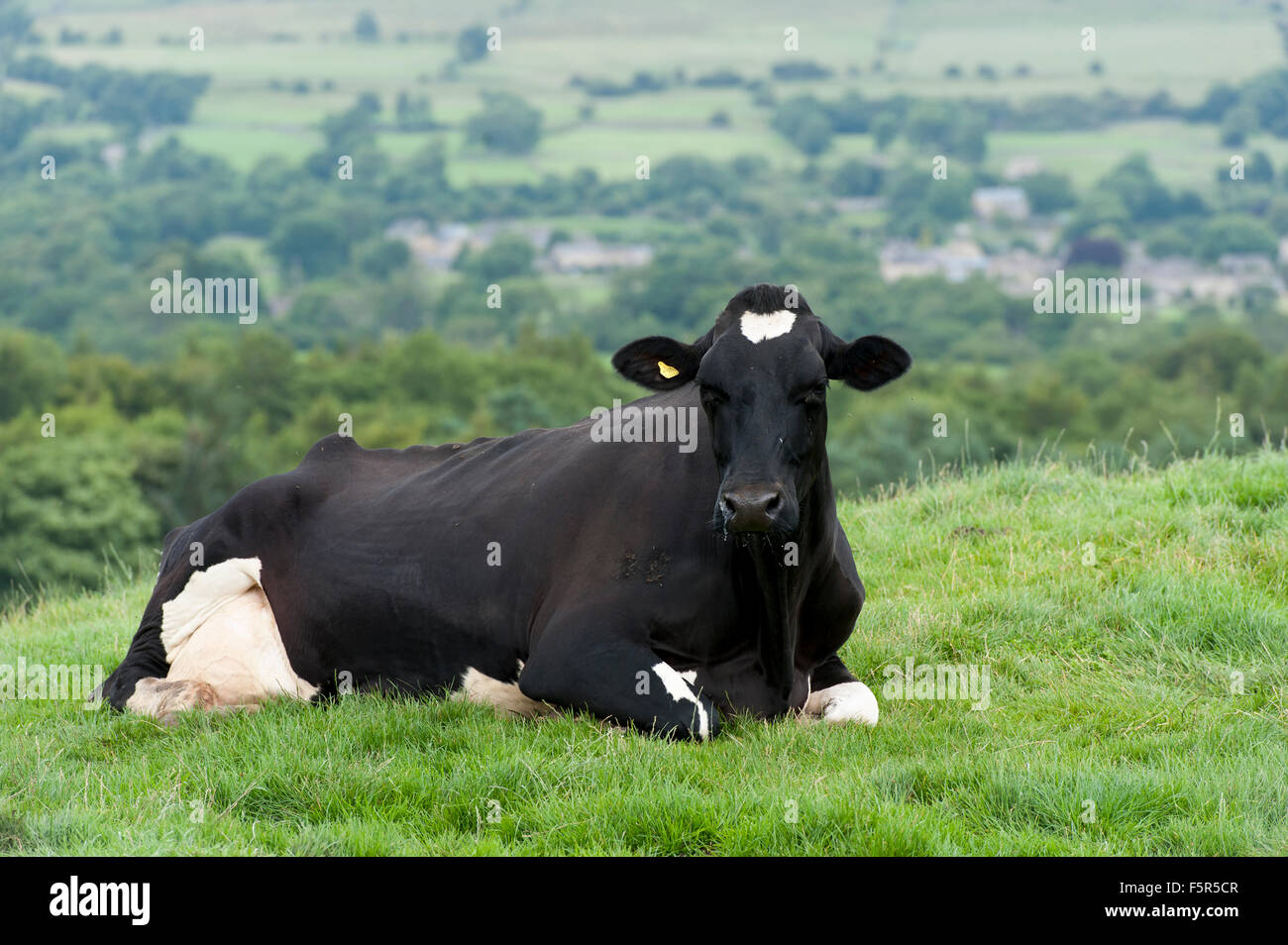 Schwarz und weiß Holstein-Friesian Rinder gelegt auf Weide, Wensleydale, North Yorkshire, UK. Stockfoto