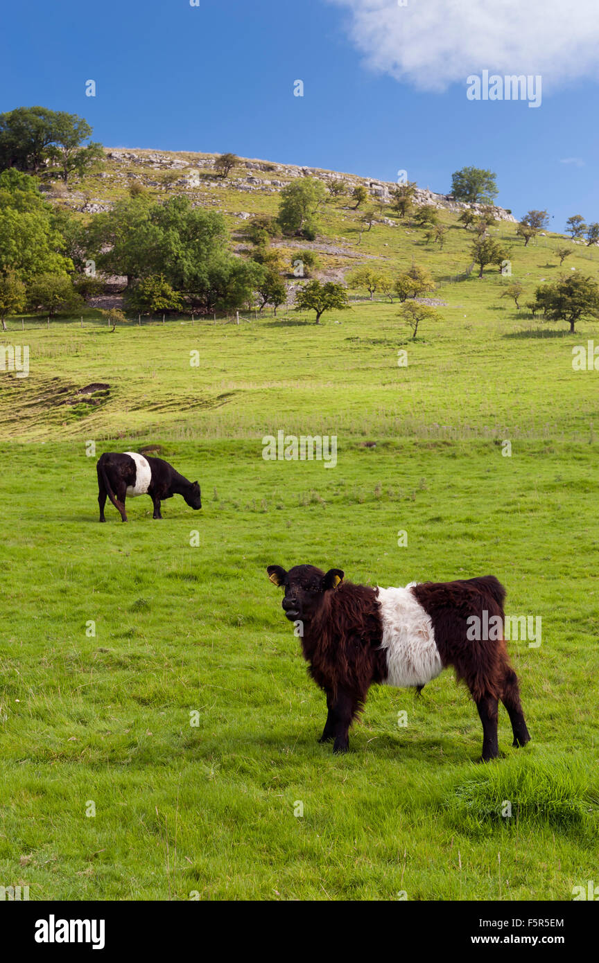 Einheimische Rinder weiden auf hochgelegenen Weiden in Wharfedale in der Nähe von Kettlewell, North Yorkshire, UK. Stockfoto