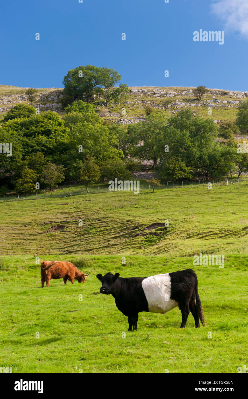 Einheimische Rinder weiden auf hochgelegenen Weiden in Wharfedale in der Nähe von Kettlewell, North Yorkshire, UK. Stockfoto
