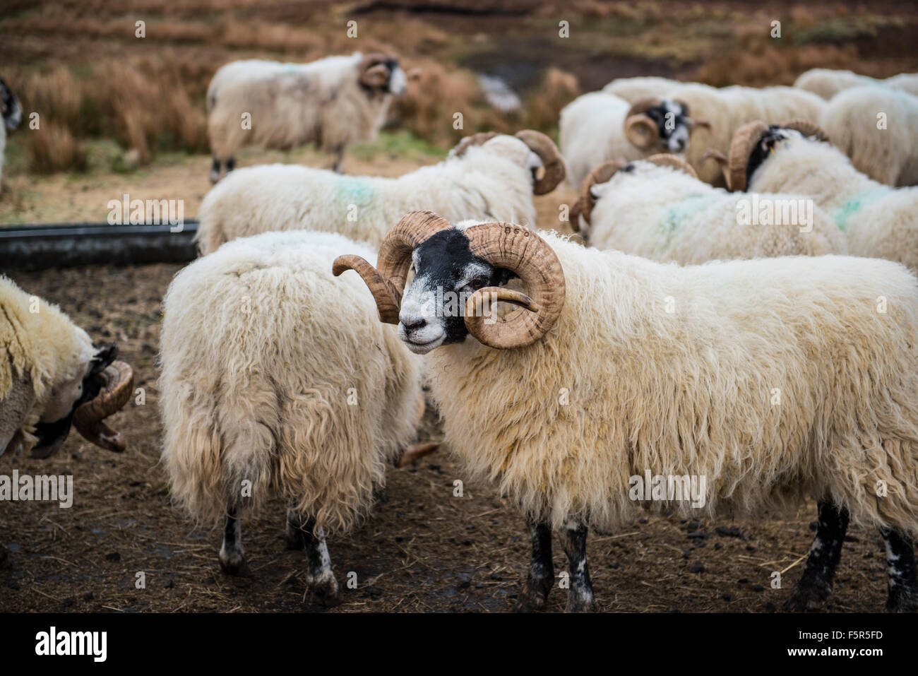 Scottish Blackface Schafe Isle Of Skye, Schottland Stockfoto