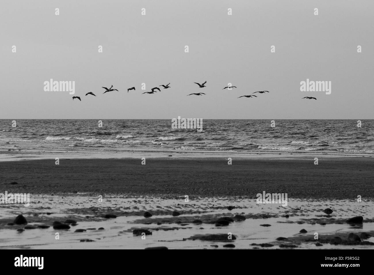 & Schwarz-weiß von Pelikanen über Strand fliegen.  Split getönten mit leichten Korn hinzugefügt. Stockfoto