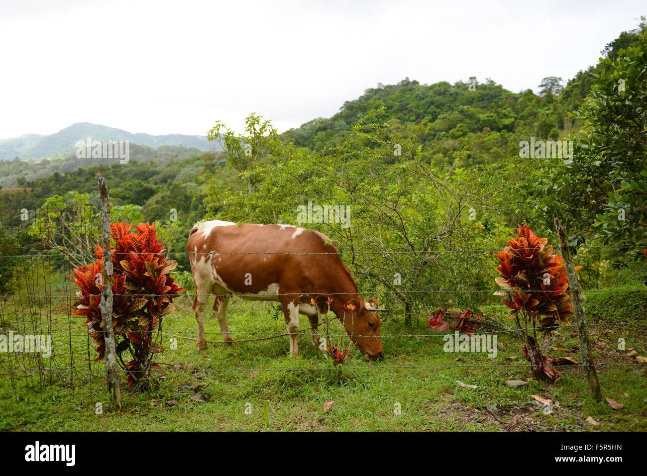 Kuh auf einer Weide in den Bergen von Cayey, Puerto Rico. Territorium der USA. Karibik-Insel. Stockfoto