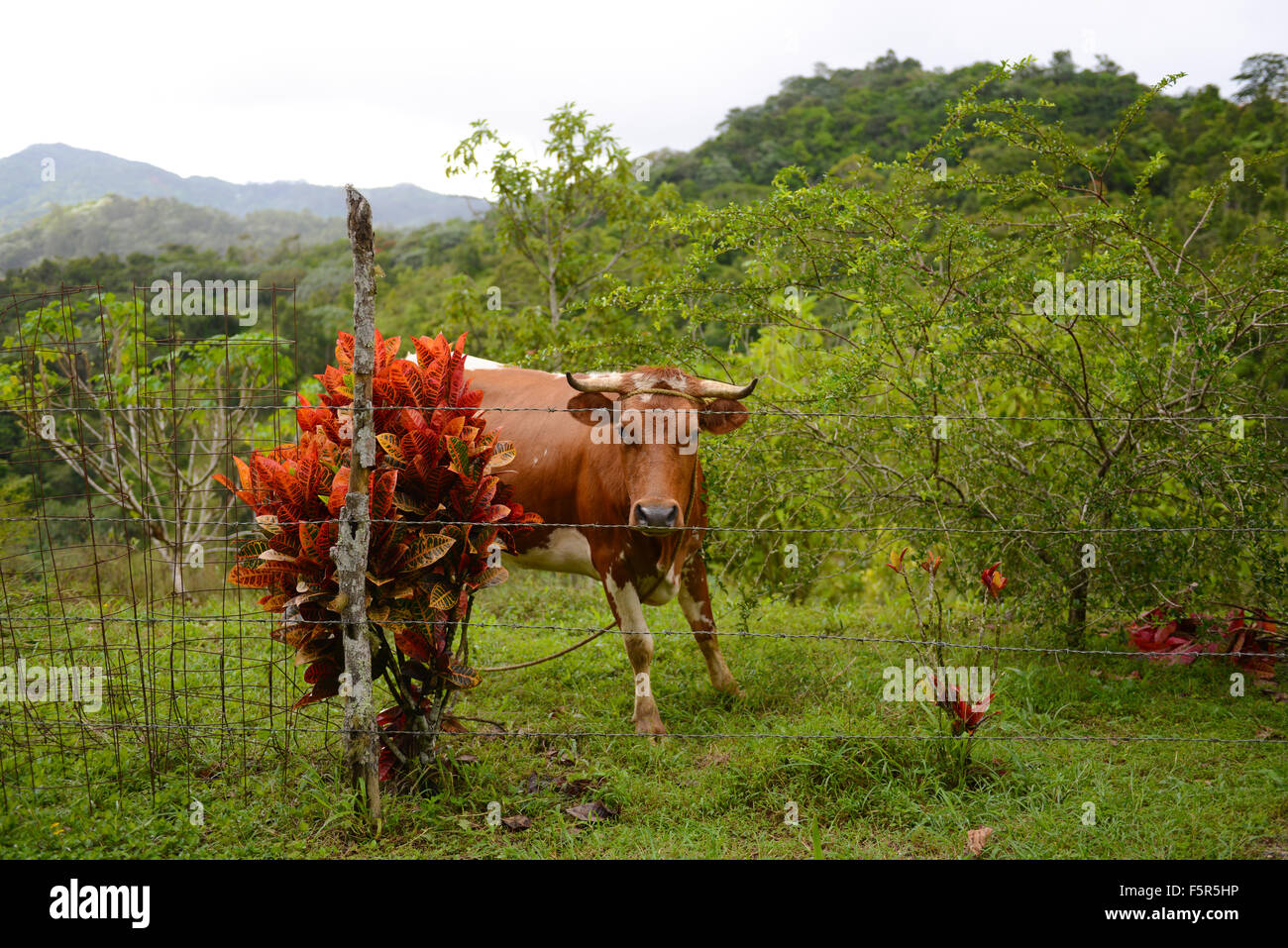 Kuh auf einer Weide in den Bergen von Cayey, Puerto Rico. Territorium der USA. Karibik-Insel. Stockfoto