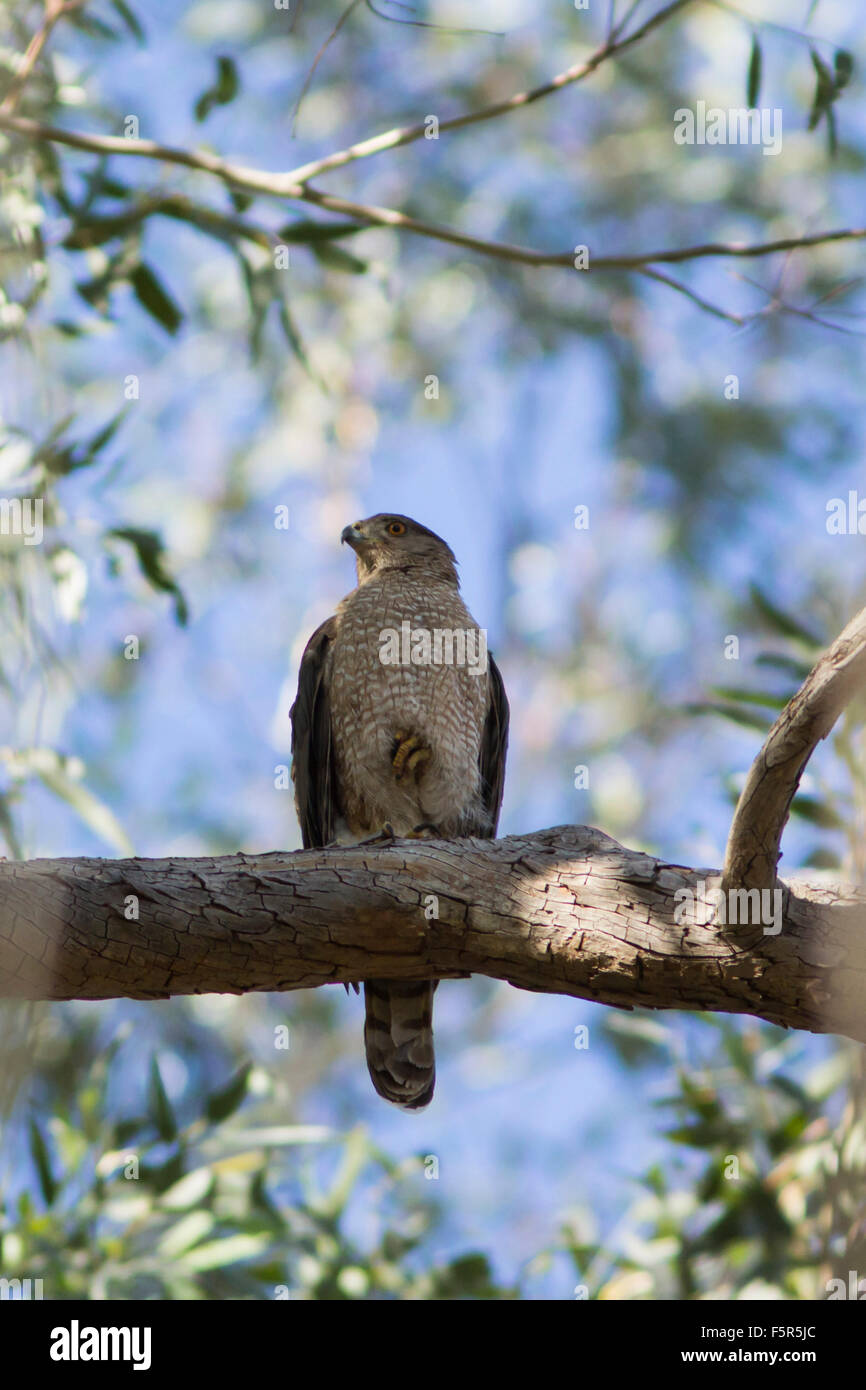 Weibliche Cooper's Hawk Stockfoto