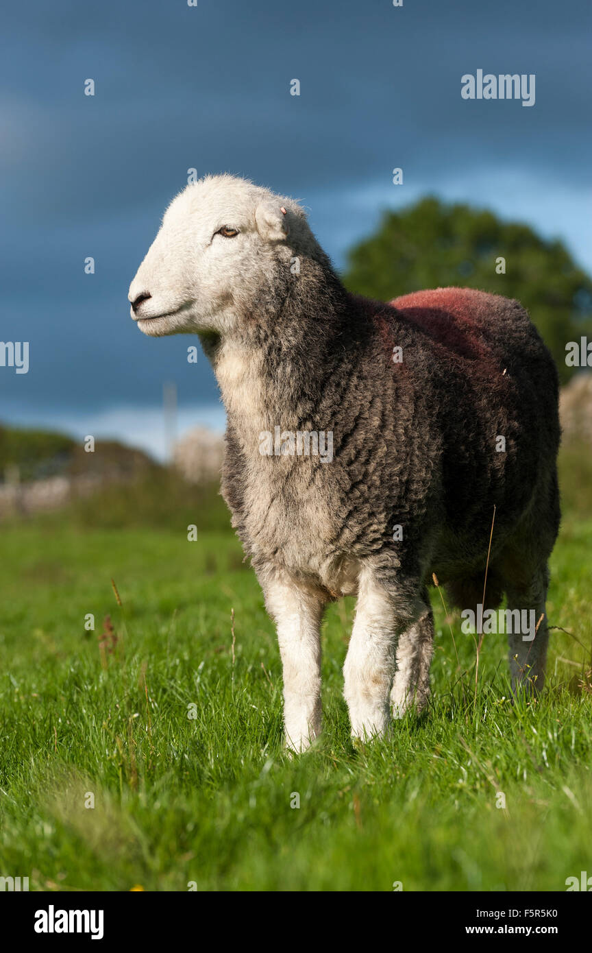 Herdwick Schaf in Weide, Cumbria, UK. Stockfoto