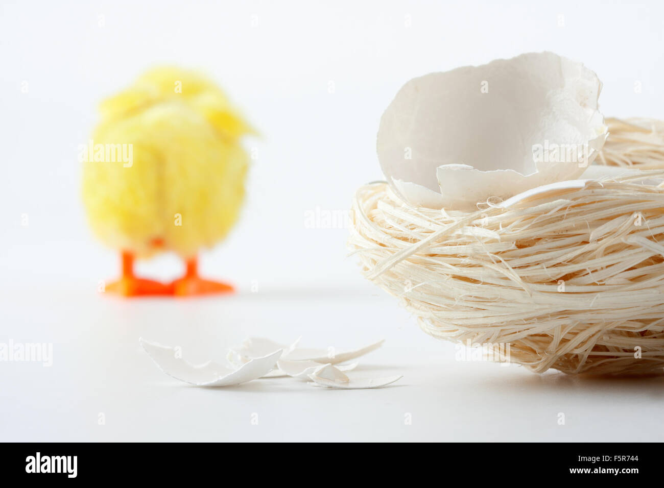 Nest mit Eierschale Risse und zu Fuß entfernt Neugeborenen Huhn Stockfoto