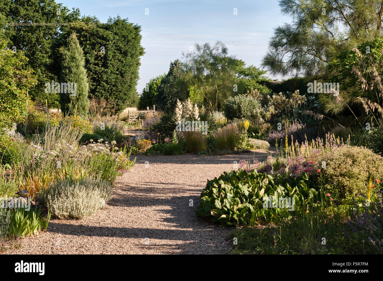 Die Beth Chatto Gardens, Colchester, Essex, England. Die trockenen Kies