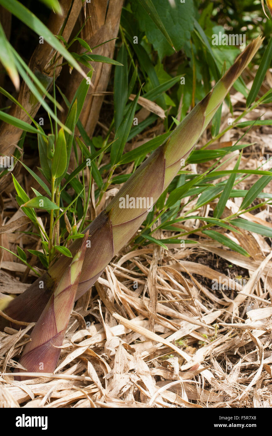 Neue Halme des chilenischen Fuchsschwanz Bambus, Chusquea culeou Stockfoto