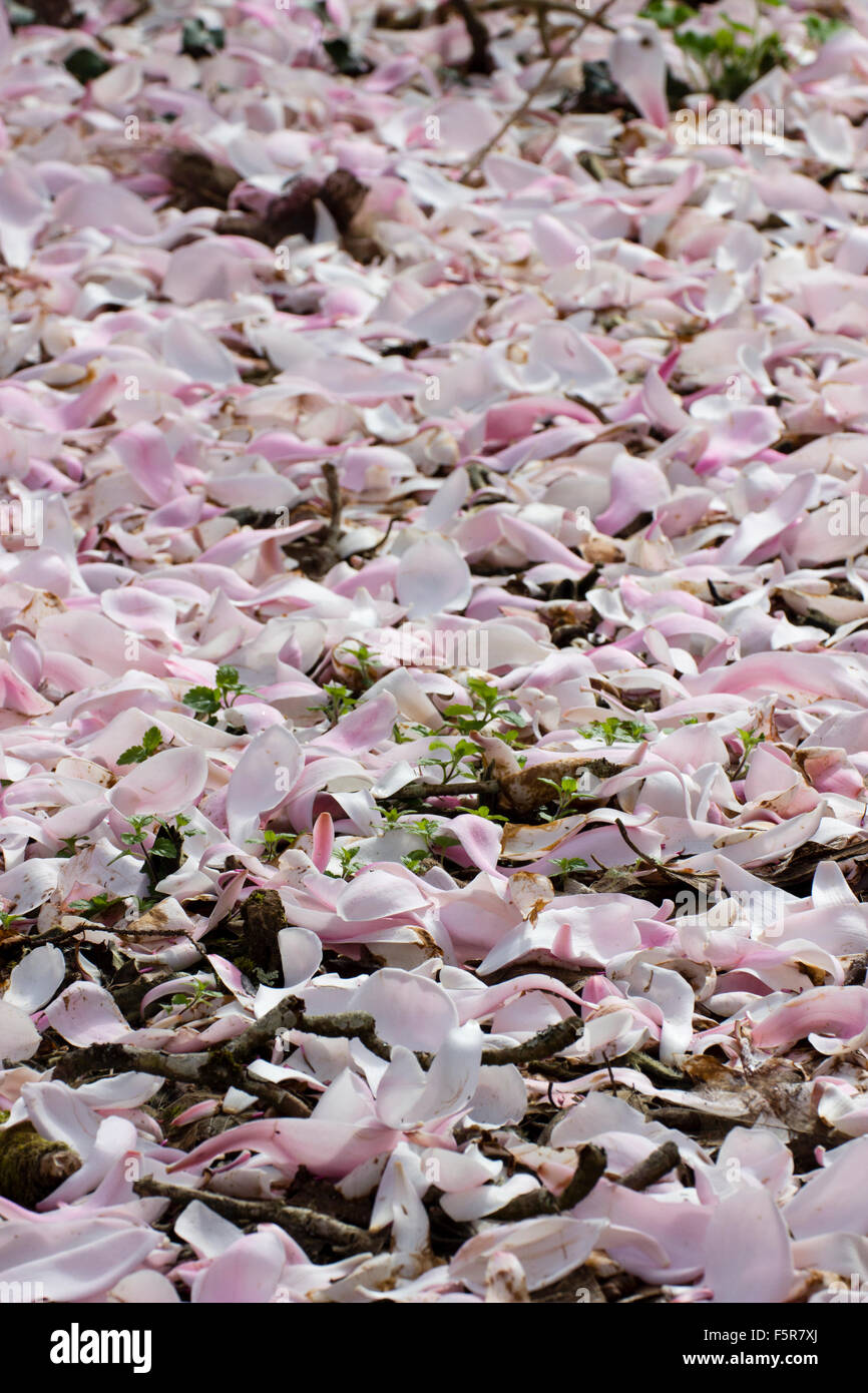 Selektiv fokussierte Frühling Teppich der abgefallene Blütenblätter unter einem Magnolia Campbellii Baum in Cornwall Garten Stockfoto