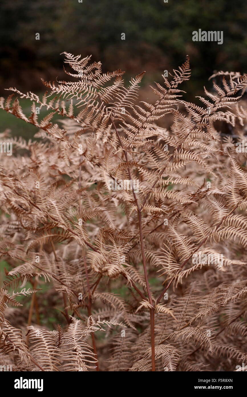 Herbst-Heather Stockfoto