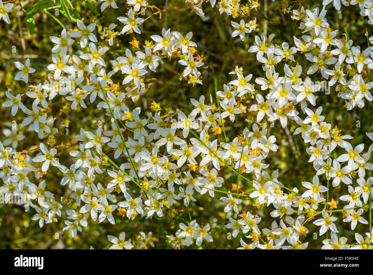 Moosigen Steinbrech Saxifraga Hypnoides Wildblumen wachsen in der Peak District National Park UK Stockfoto