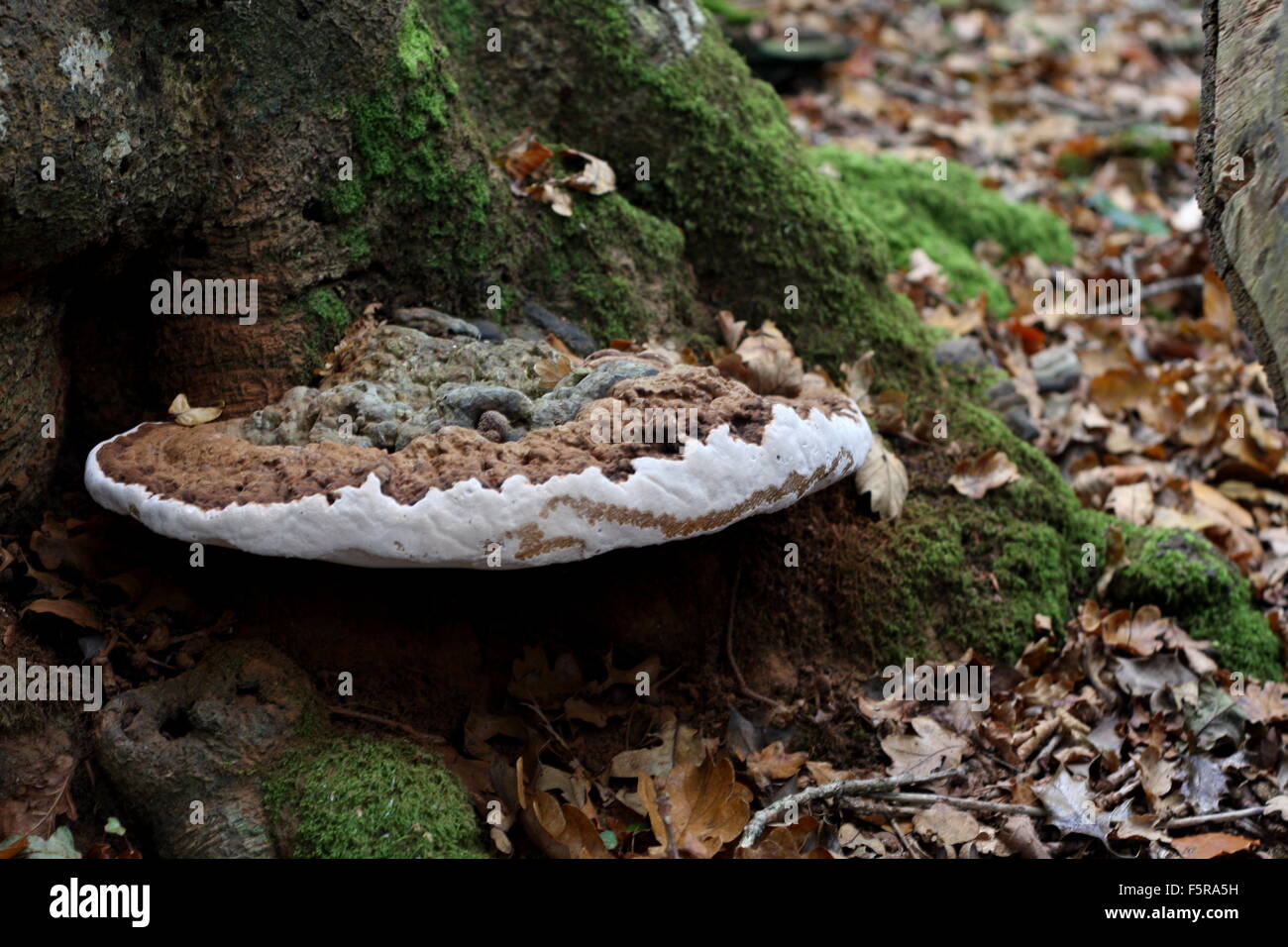 Artist Conk (Ganoderma Lipsiense) Stockfoto