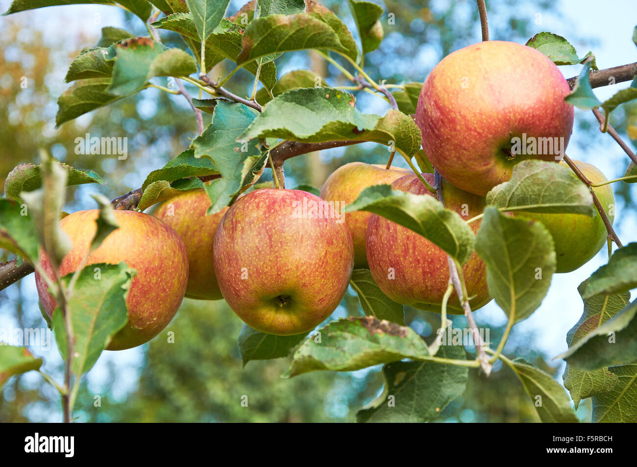 Zweig der Apfelbaum voller Reife Früchte Schecken Stockfoto