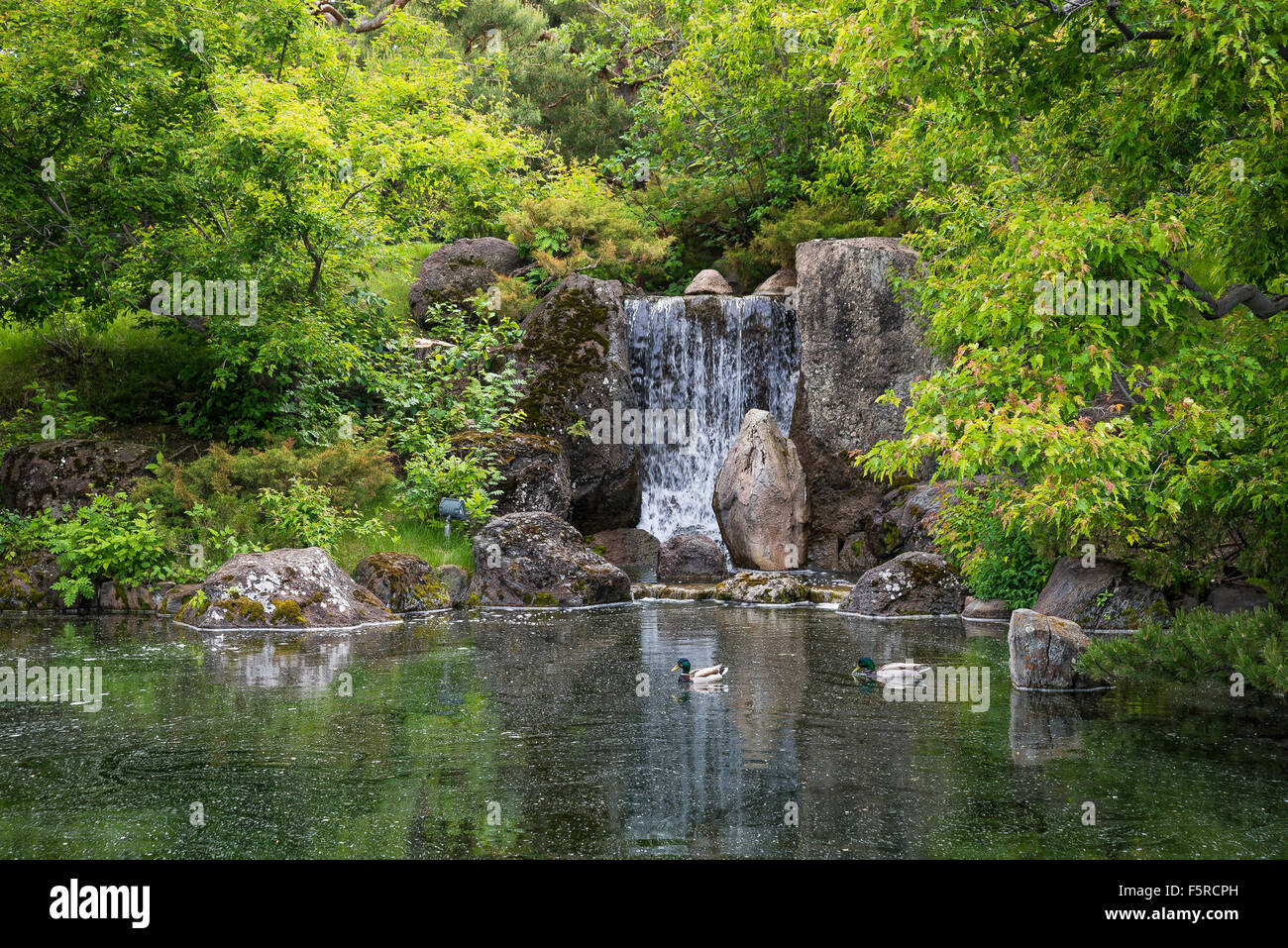 Wasserfall Nikka Yuko Japanese Garden, Lethbridge, Alberta Stockfoto