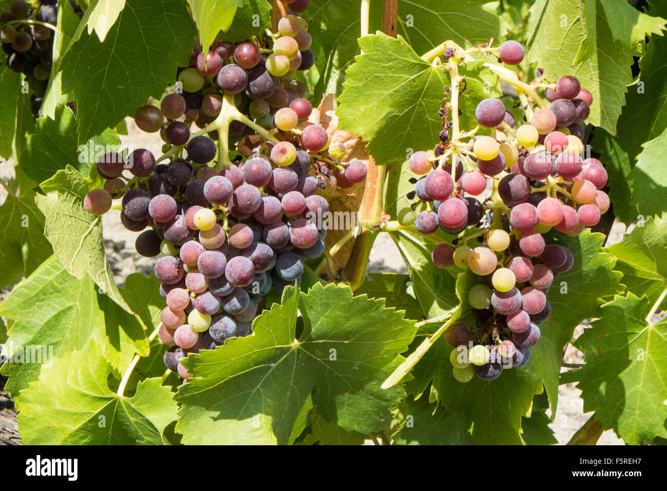 Vermentino grapes -Fotos und -Bildmaterial in hoher Auflösung – Alamy