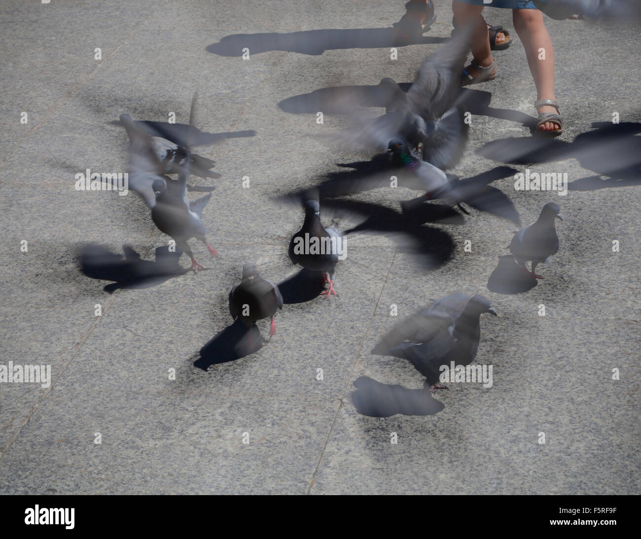 Kinder jagen Tauben, und fliegen sie in alle Richtungen, Flügel flattern wie sie streuen Stockfoto