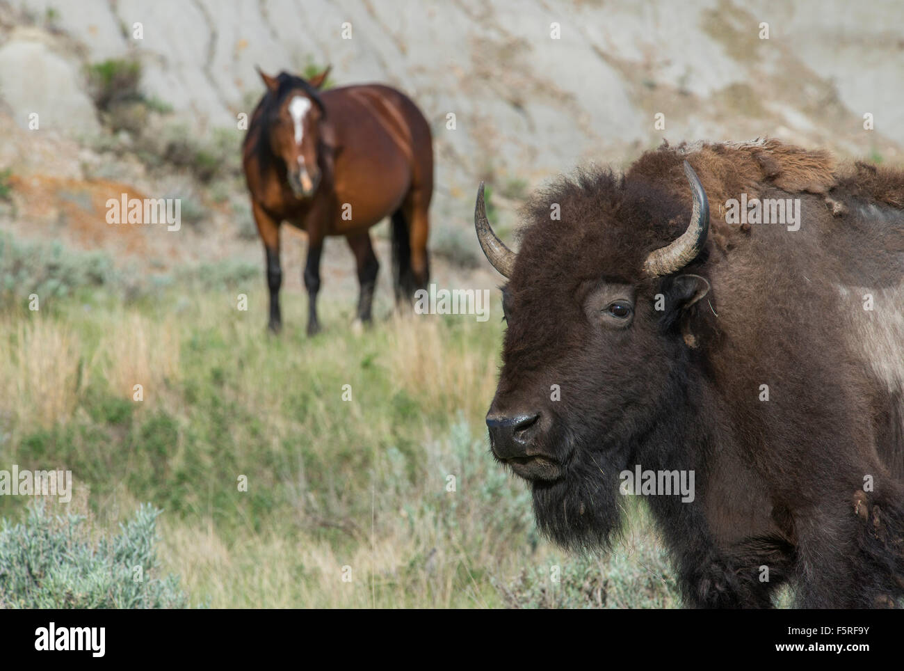 Amerikanische Bisons (Bison Bison) und Wild Horse, Badlands, S. Dakota, westliche USA Stockfoto
