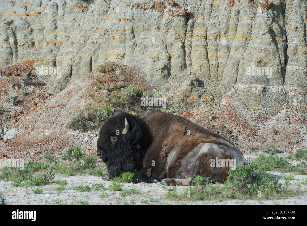 Amerikanische Bisons (Bison Bison) Erwachsenen, vergießen, Badlands. S. Dakota, westliche USA Stockfoto