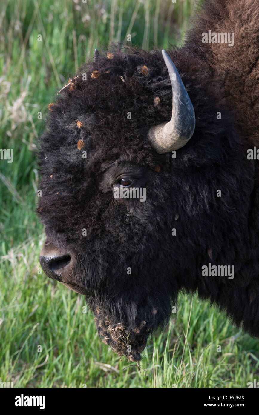 Amerikanische Bisons (Bison Bison) Erwachsene, Ansicht des Kopfes, westliche USA Stockfoto