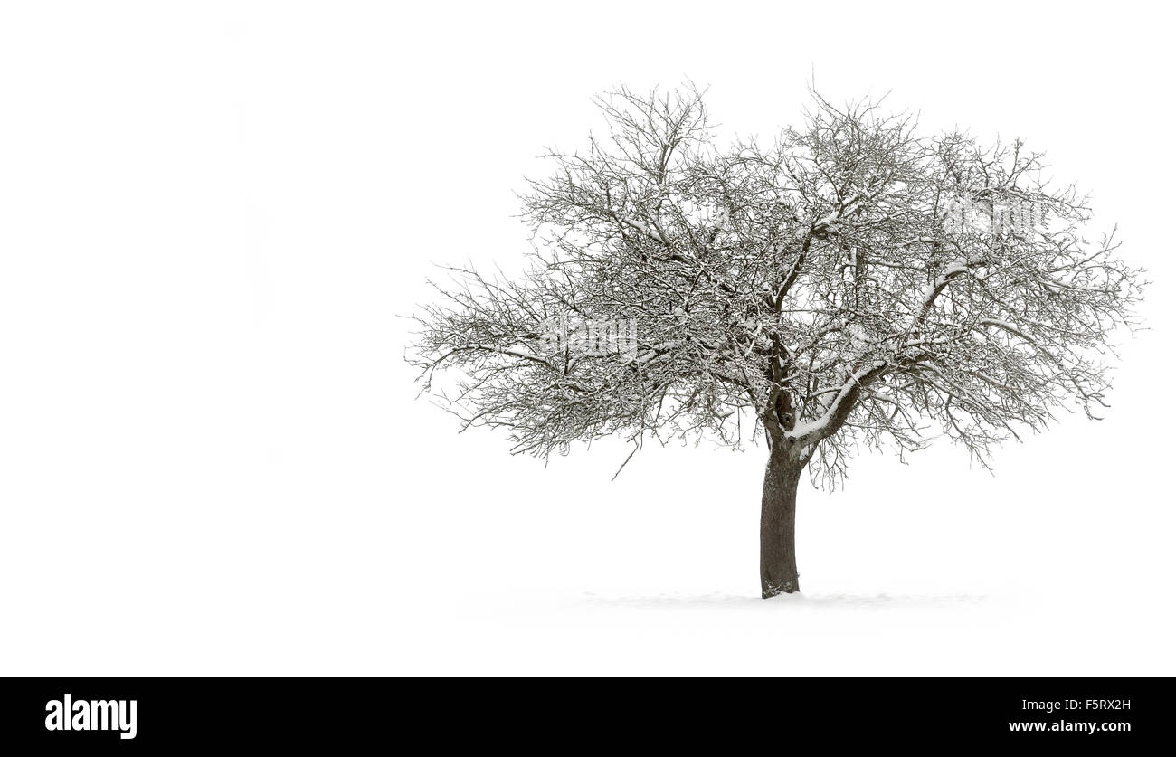 Schnee-bedeckten Baum auf reinen weißen Hintergrund isoliert Stockfoto
