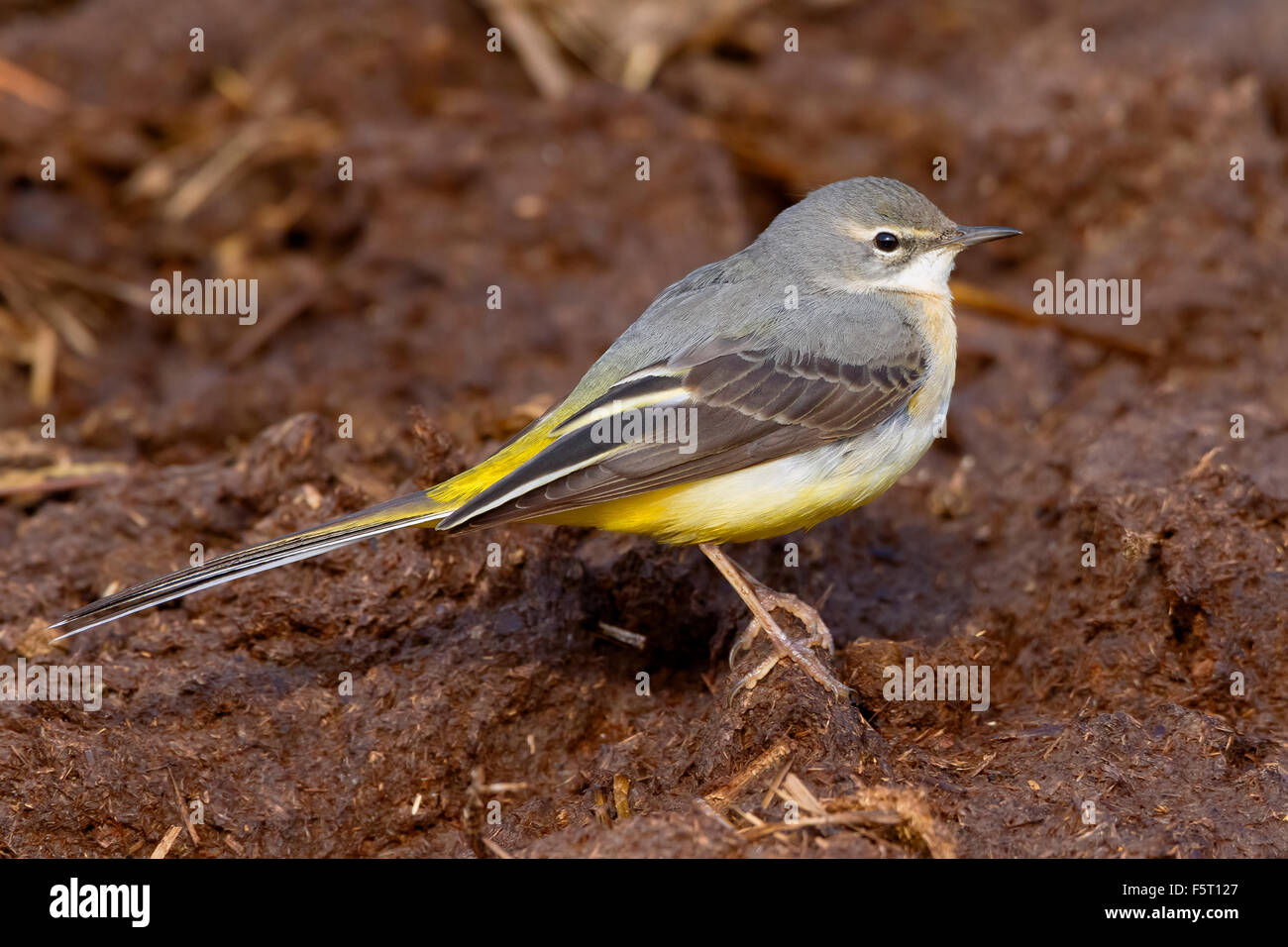 Graue Bachstelze, stehend auf Gülle, Kampanien, Italien (Motacilla Cinerea) Stockfoto