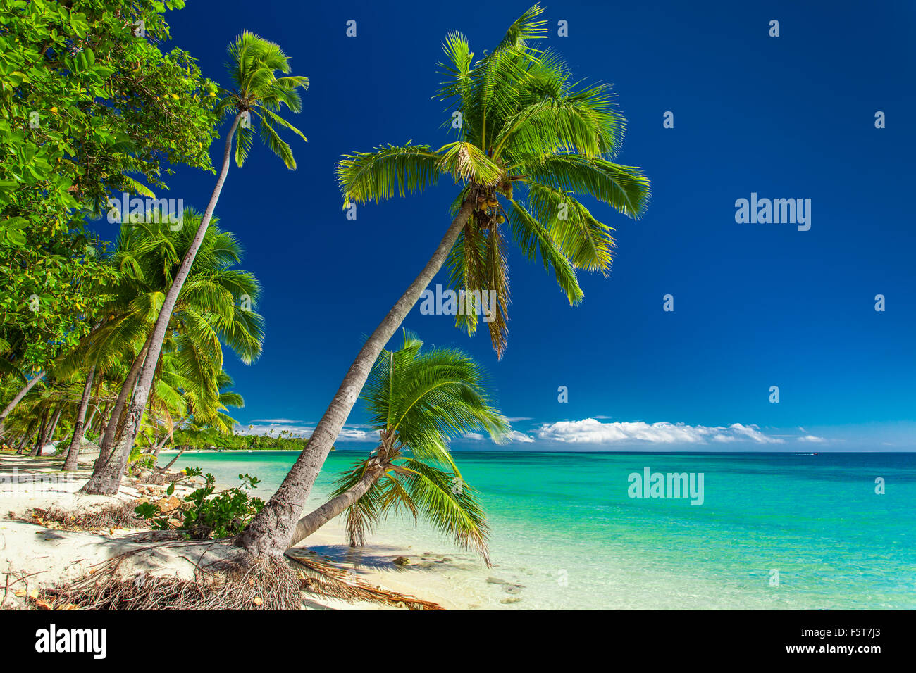 Tropische Strände mit Kokospalmen auf Fidschi-Inseln Stockfoto