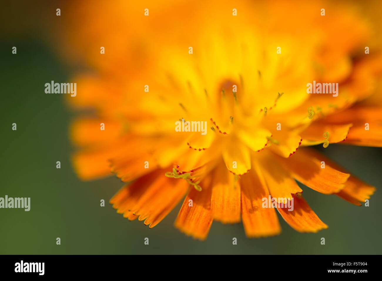 Nahaufnahme einer Pilosella Aurantiaca Blume mit leuchtend orangen Blüten. Stockfoto