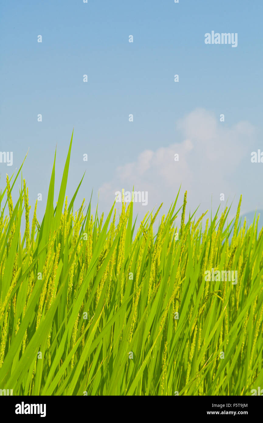 Weichen blauen Himmel und lebendige grüne Gras- und Reis-Hintergrund Stockfoto