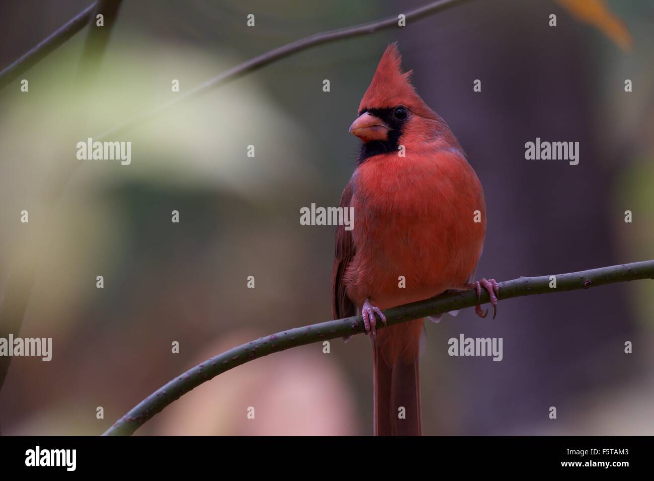 Nördlichen Kardinal thront auf einem Bein im Central Park in New York Stockfoto