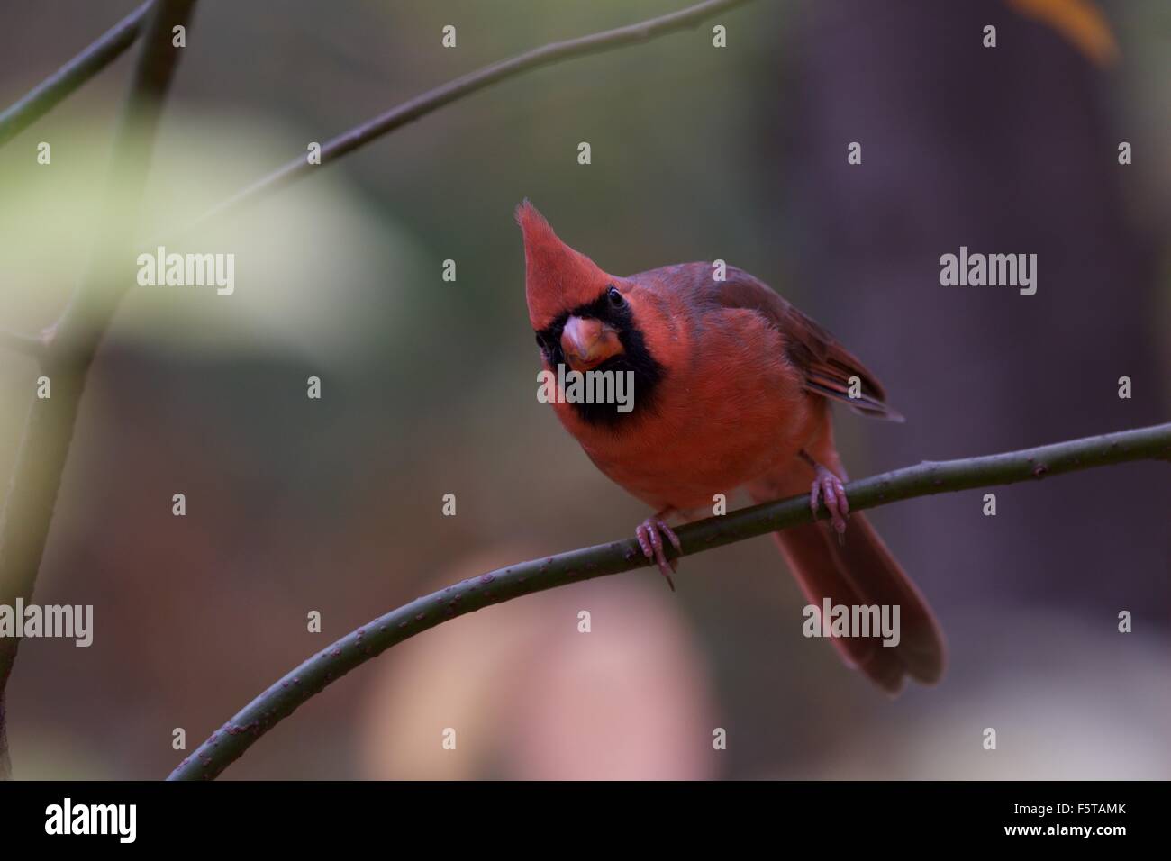 Nördlichen Kardinal thront auf einem Bein im Central Park in New York Stockfoto