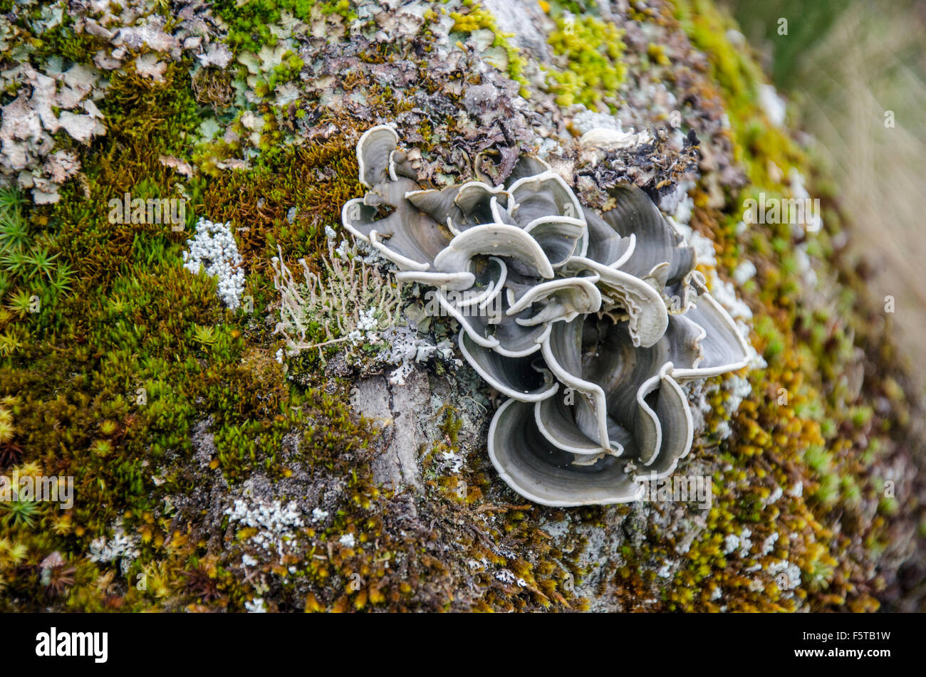 Flechten Sie auf einem Felsen in der hohen Paramo Cajas Nationalpark, Ecuador gefunden Stockfoto