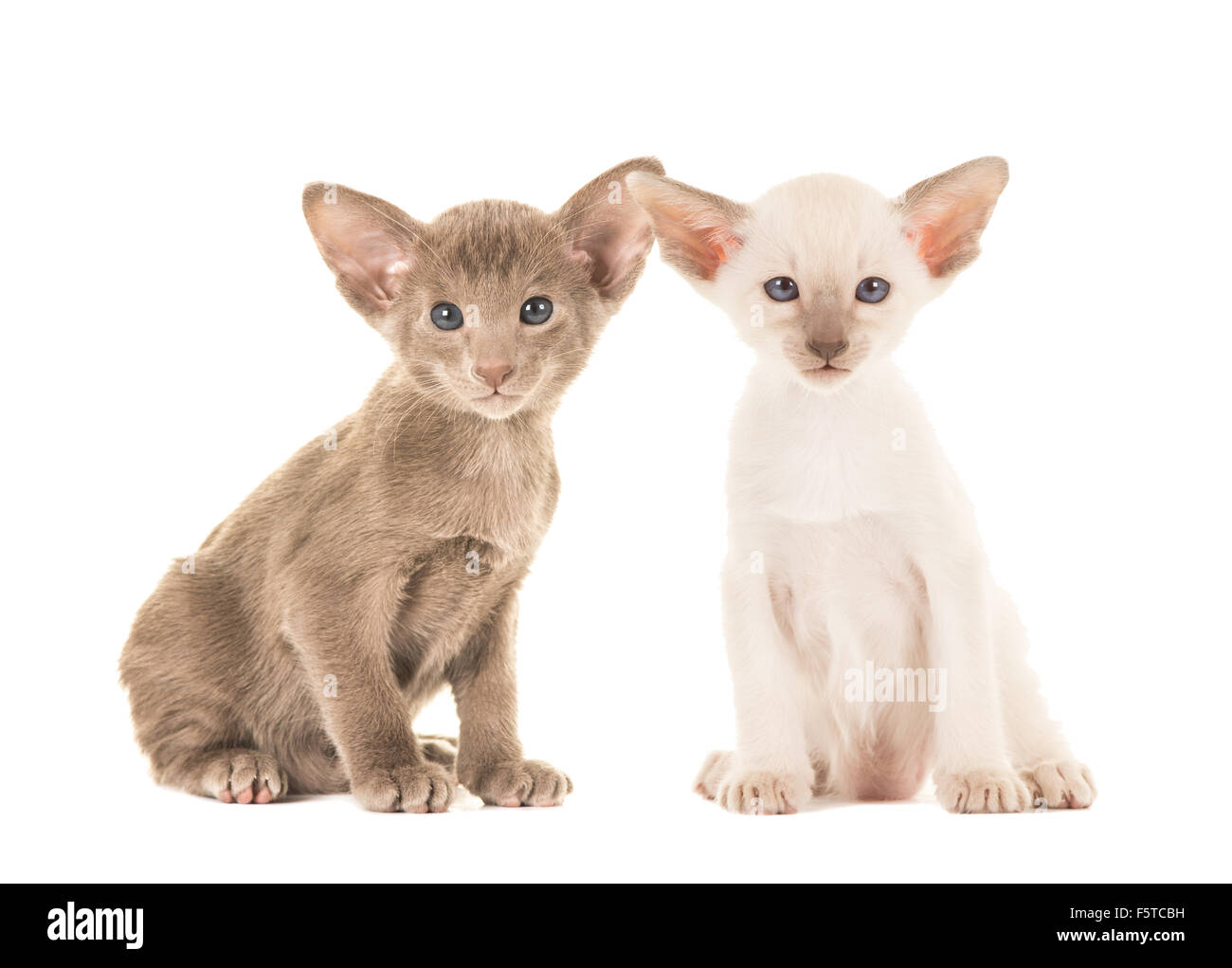 Zwei niedliche Baby Siamkatzen auf weißem Hintergrund Stockfoto