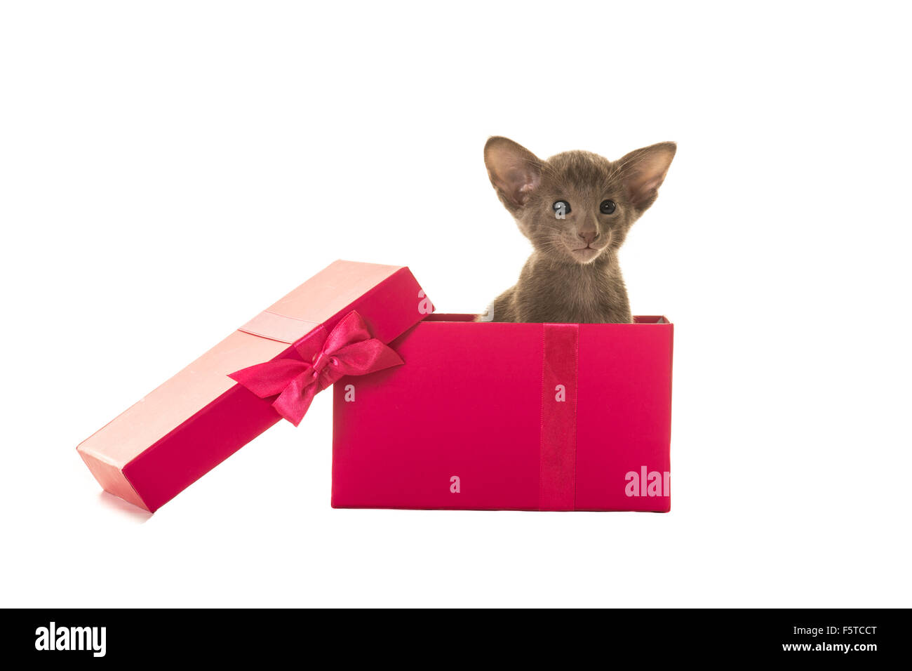 Niedliche Baby Siamkatze im rosa Geschenkkarton isoliert auf weißem Hintergrund Stockfoto