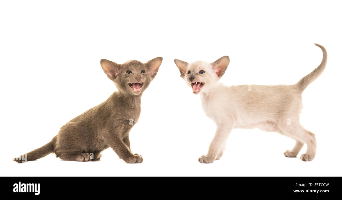 Zwei singende Siames baby Katzen Stockfoto