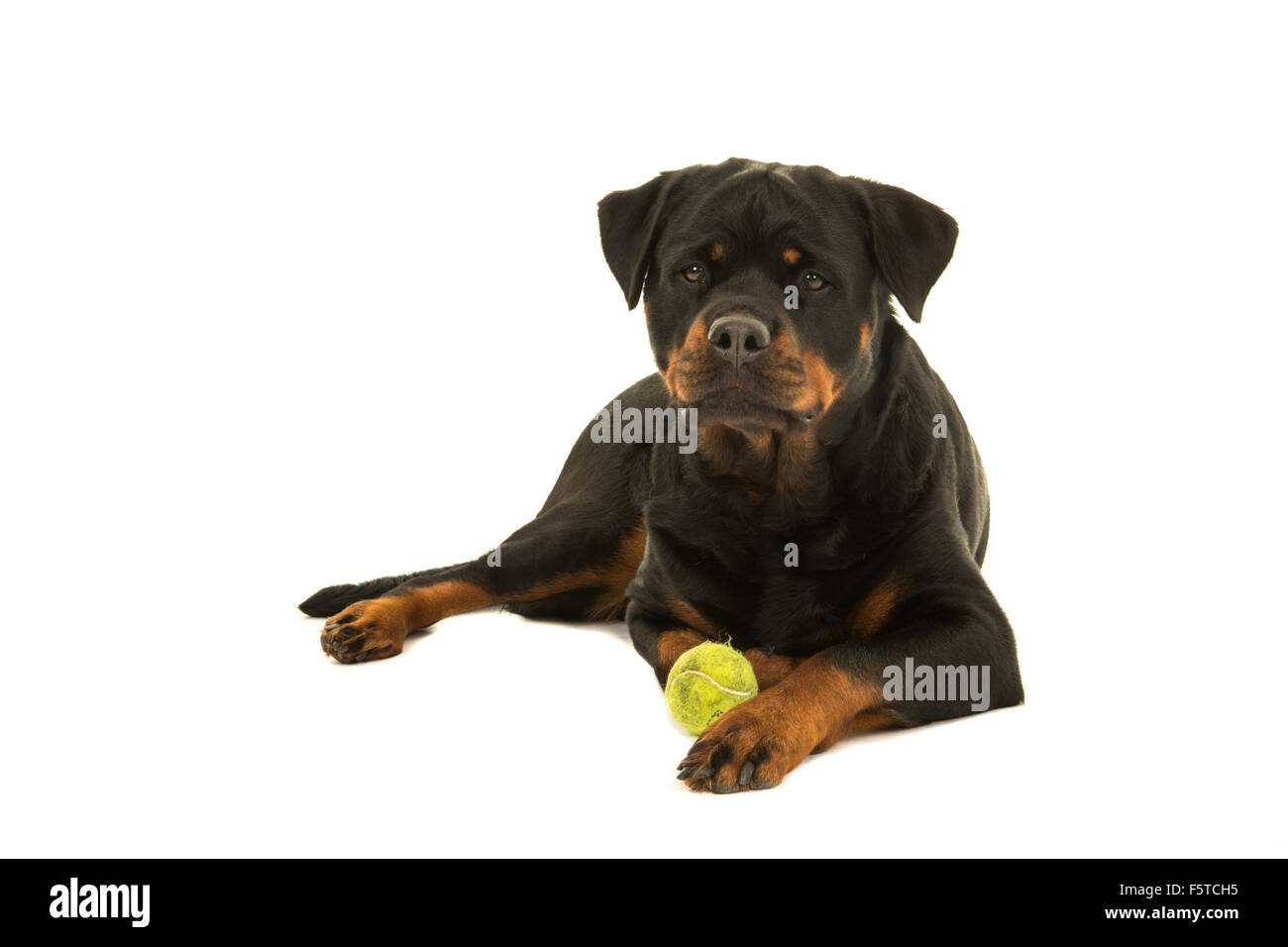 Rottweiler Hund vor der Kamera hinlegen mit ihrem Ball isoliert auf weißem Hintergrund Stockfoto