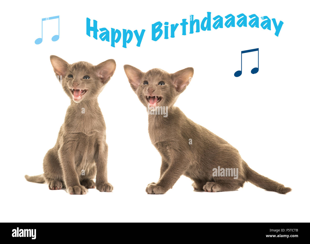 Geburtstagskarte mit zwei singen Siamkatzen baby Stockfoto