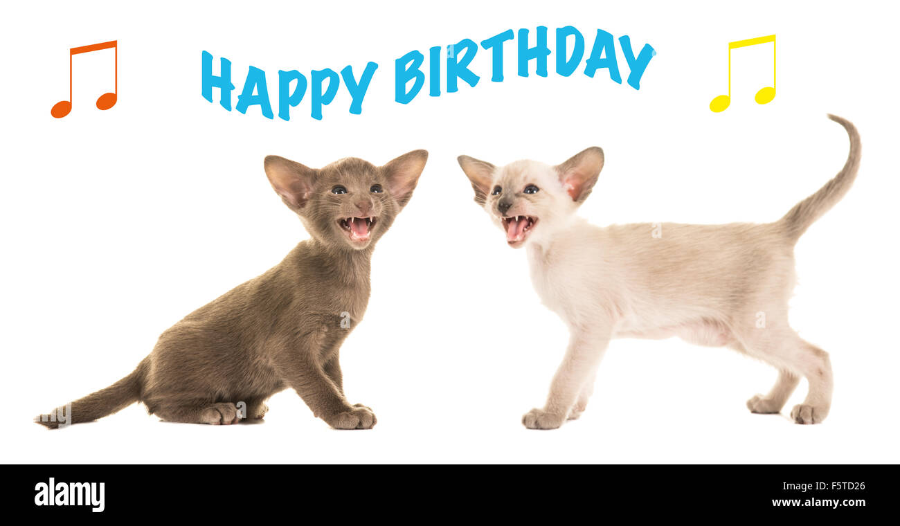 Geburtstagskarte mit zwei singenden Baby Katzen singen alles Gute zum Geburtstag Stockfoto