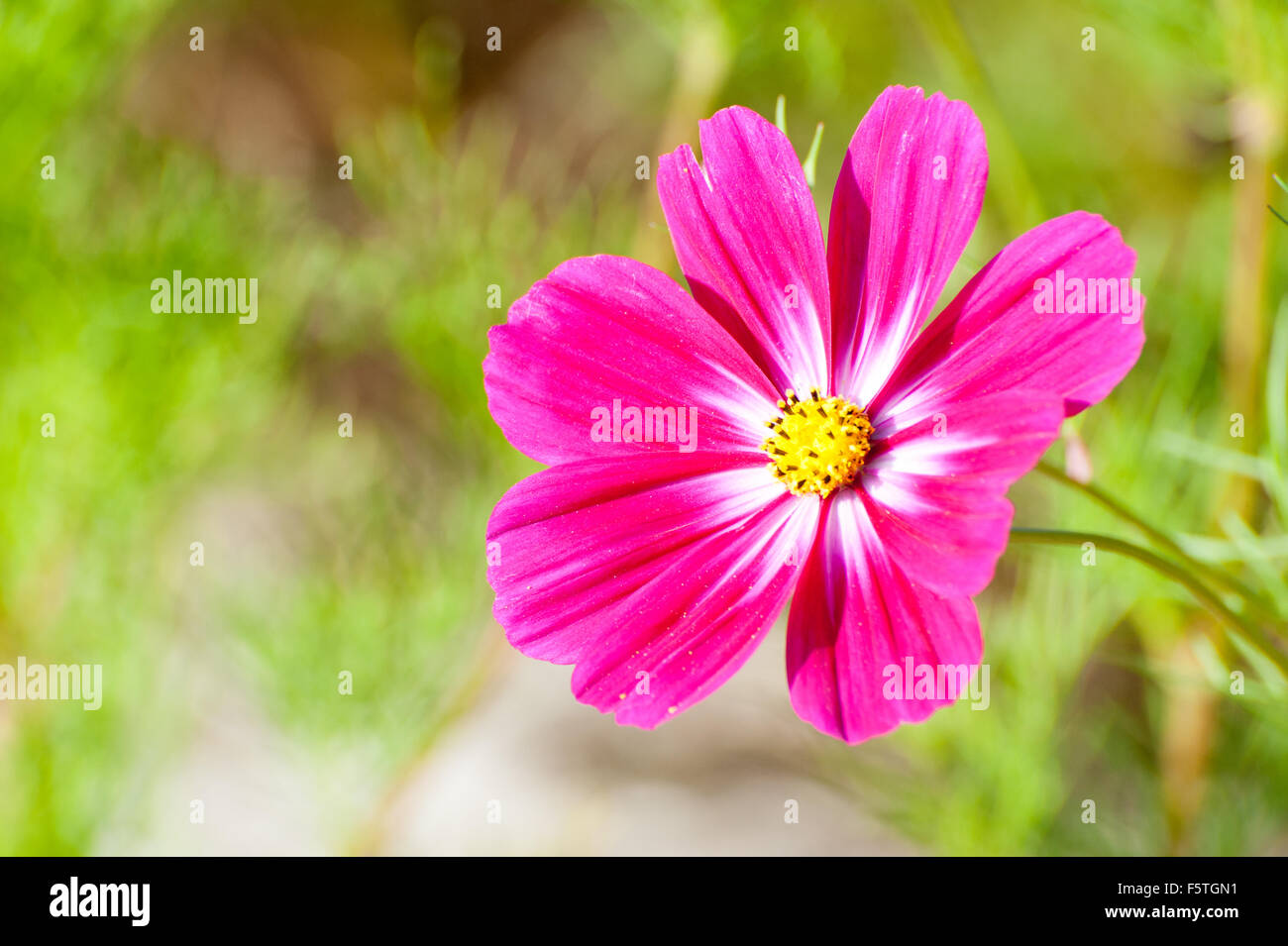 Schöne rosa Blüten im Garten Cosmos Bipinnatus oder mexikanische aster Stockfoto