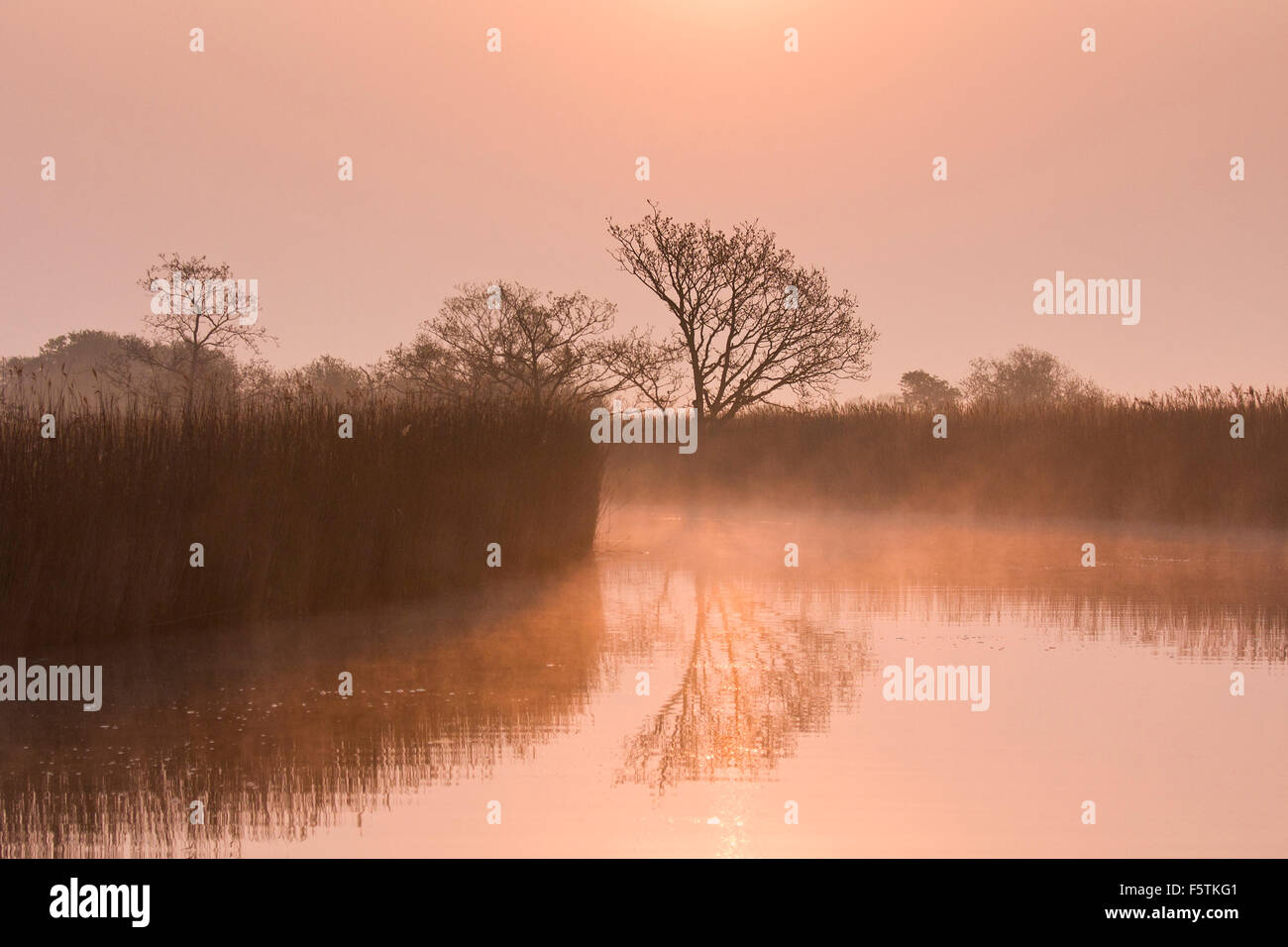 Dawn Nebel über Hickling Broad Wasserstraßen Stockfoto